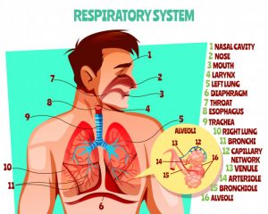 human-respiratory-system-illustration-cartoon-medical-design-man-body-with-lungs